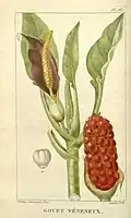 Planche botanique de 1827