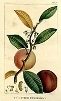 Planche botanique de 1822
