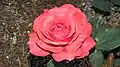 Floribunda 'Heat Wave', Swim 1958, au Bush's Pasture Park Rose Garden, Salem (Oregon).
