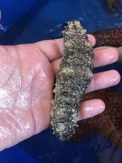 Holothuria floridana.