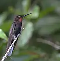 Immature