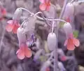 Fleurs.