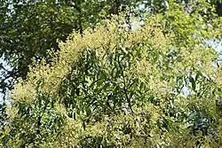 Description de l'image Flower of Civit tree (Swintonia floribunda).jpg.