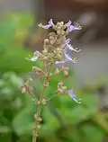 Fleurs