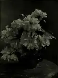 "Flowers