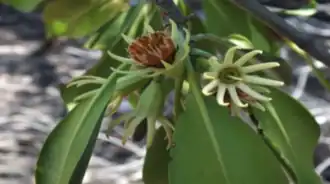 Description de l'image Flowers of Bruguiera exaristata.png.
