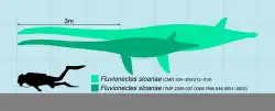Comparaison de taille avec un humain.