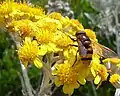 Jacobaea maritima