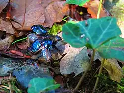 Geotrupes stercorarius qui s'apprête à voler.