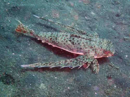 Dactyloptena macracantha
