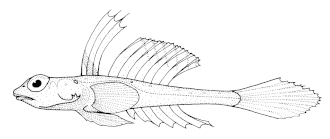 Description de l'image Foetorepus_phasis_(Bight_stinkfish).gif.