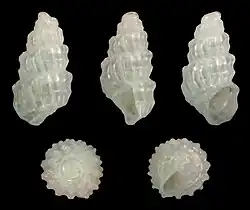 Folinella excavata