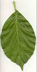 Nervure transverse d'une feuille d'hortensia