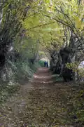 Sentier ombragé à Fraiture (Sprimont)