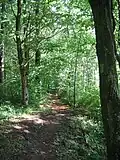 La forêt autour de la Chartreuse