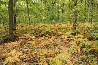 Forêt de Méridon.