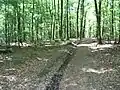 Les bois autour de La Neuvelle-lès-Scey.