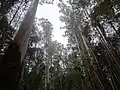 Forêt d 'Eucalyptus regnans mount field national park Tasmanie