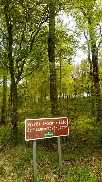 Image illustrative de l’article Forêt de Beaucamps-le-Jeune