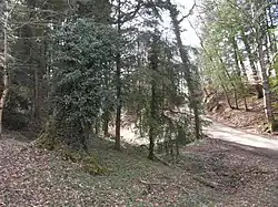 Chemin forestier.