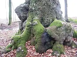 Le hêtre Richard.