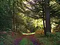 Une allée forestière.