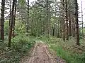 Forêt.