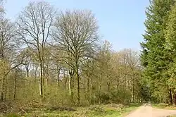 Image illustrative de l’article Forêt de Crécy