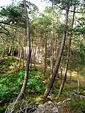 Forêt de Fontainebleau.
