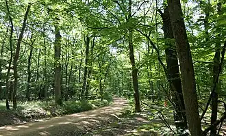Image illustrative de l’article Forêt de Lespinasse