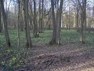 La forêt de Sénart à Tigery.