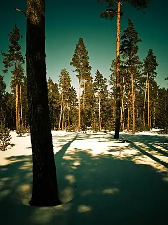 Image illustrative de l’article Forêt de la Matte
