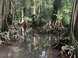 Forêt de mape