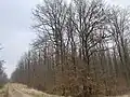 Forêt domaniale de Saverne, Monsau, route d'Estrées, parcelle de jeunes chênes.