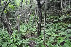 Forêt de feuillus et de résineux, sol couvert de fougères.