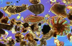 Chromistes foraminifères observés au microscope optique ;