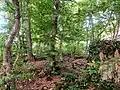 Forêt de Kalaouri, où se trouve le monastère.