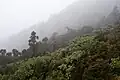 Forêt sur l'île de Yaku-shima au Japon