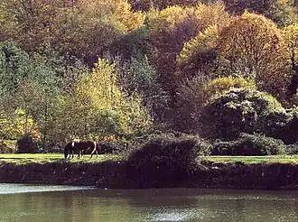 Forêt en automne