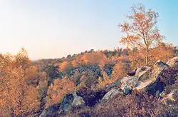 Forêt à Fontainebleau en automne