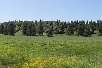 Forêt de Villard, secteur du plateau d'Herbouilly