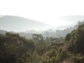 Image illustrative de l’article Forêt de Fontfroide
