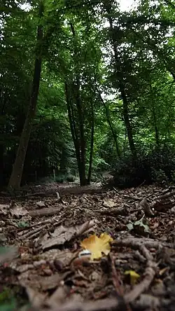 Image illustrative de l’article Forêt de Bord-Louviers