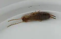 Forficula lesnei