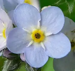 photo en couleur d'une fleur