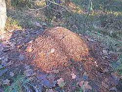 Formica rufa fourmilière