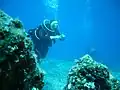 Plongée sous-marine