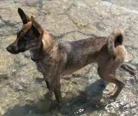 Chien de Taïwan.