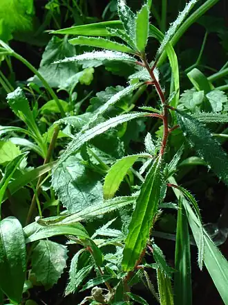 Description de l'image Forrskahlea angustifolia..jpg.