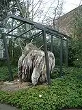 Arbre fossilisé